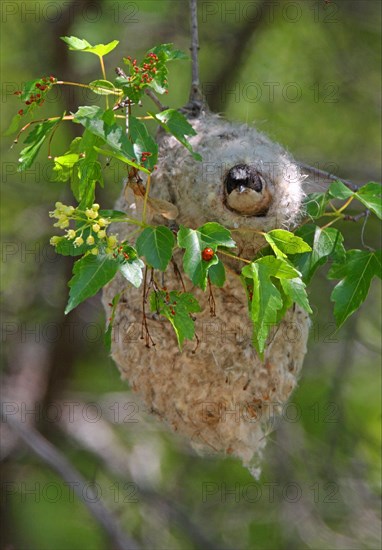 White-crowned Penduline-tit