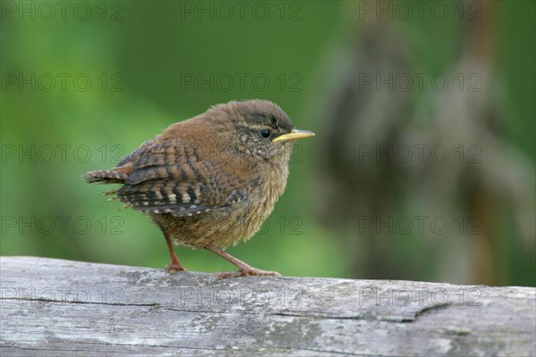 Wren