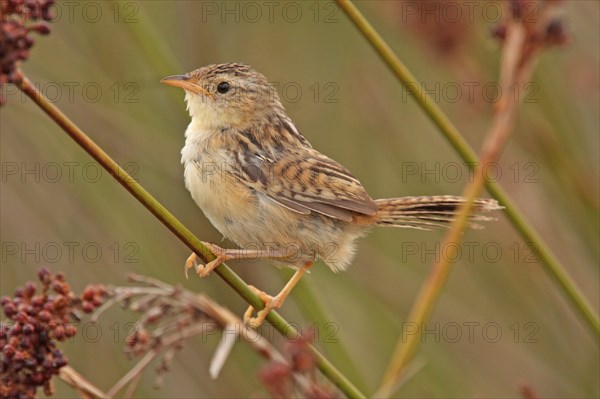 Sedge Wren