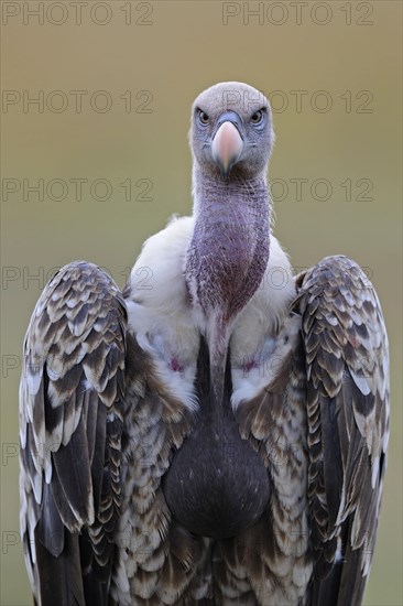 Rueppell's rueppell's vulture