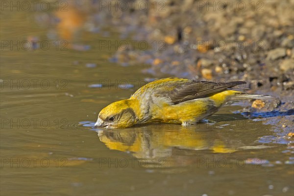 Spruce Crossbill