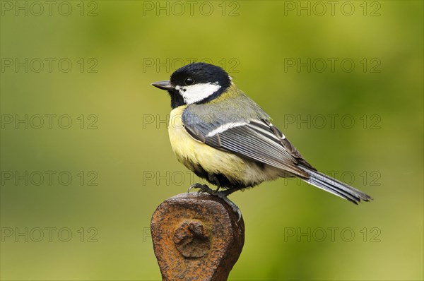 Great tit