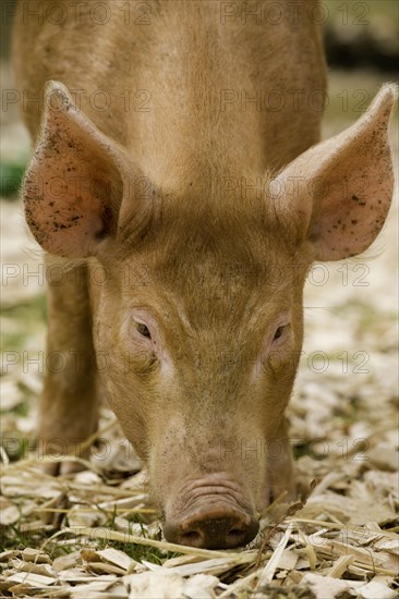 Domestic pig