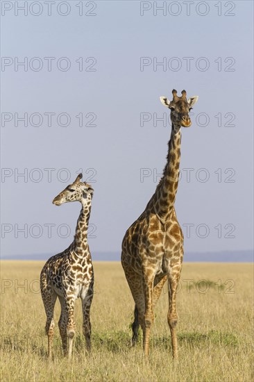 Masai giraffe