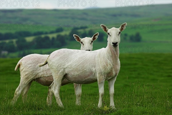 Domestic Sheep