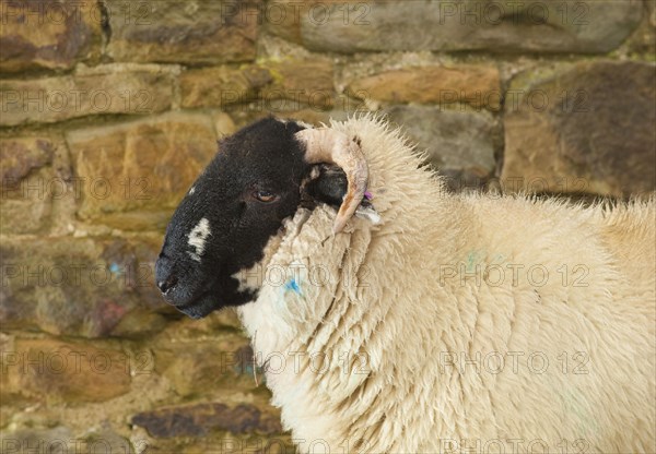 Domestic sheep