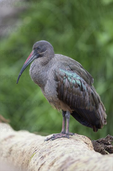 Hadada hadada ibis