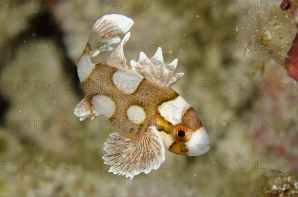 Many-spotted Sweetlips