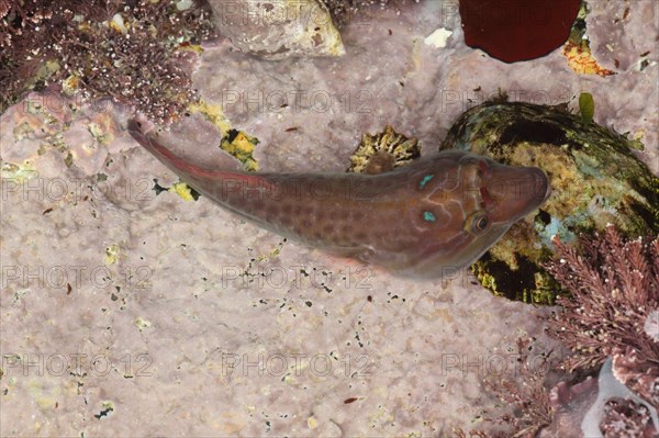 Shore Clingfish