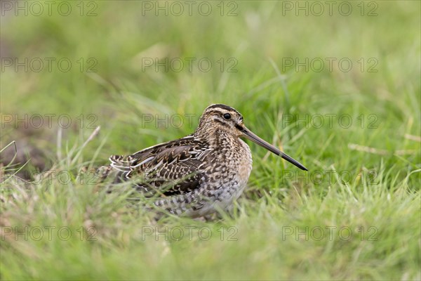 Common snipe