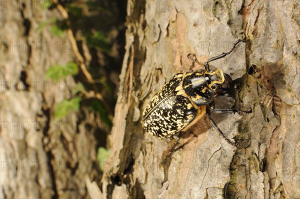 Pine Chafer