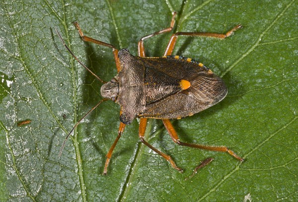 Red-legged tree bug