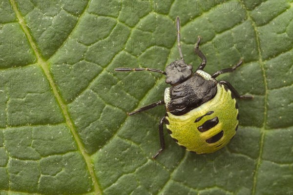 Green Shieldbug