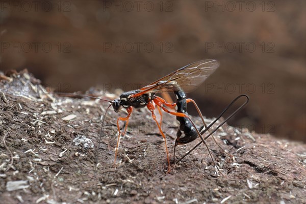 Sabre Wasp