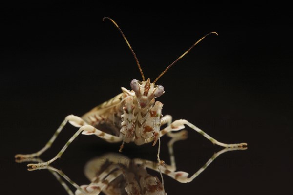 Pseudocreobotra wahlbergii Flower spiny flower mantis