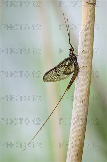 Common Mayfly