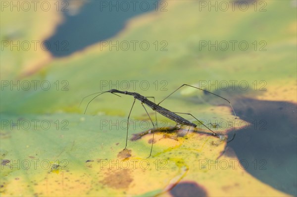 Common Pond Skater