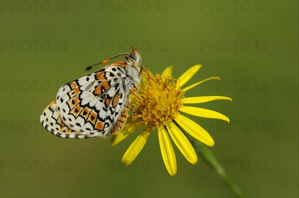 Plantain Fritillary