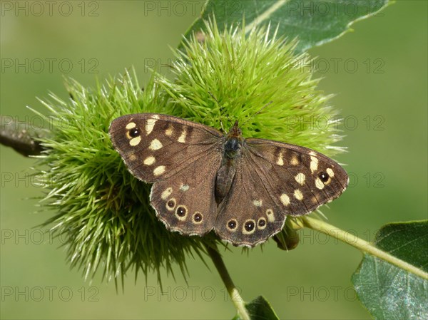 Speckled wood