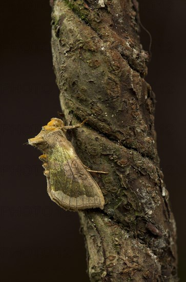 Burnished burnished brass