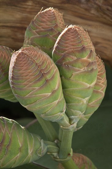 Welwitschia