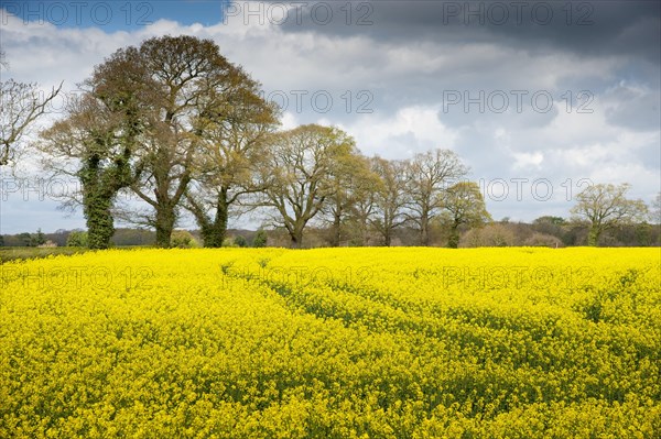 Oilseed Rape