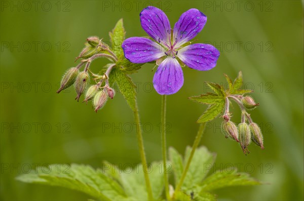 Wood Cranesbill