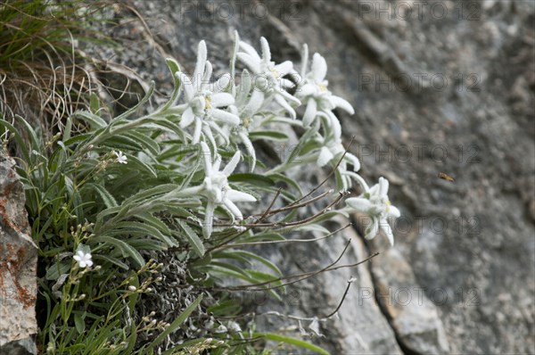 Edelweiss