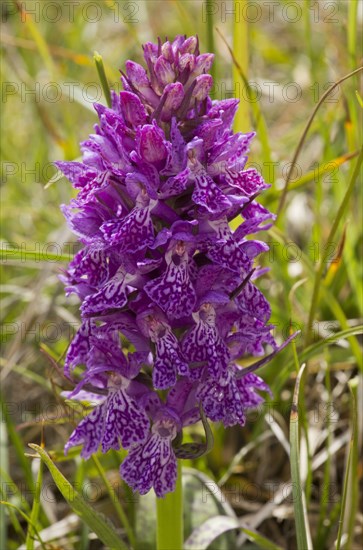 Flowering Anatolian Marsh Orchid