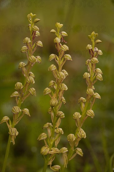 Man Orchid