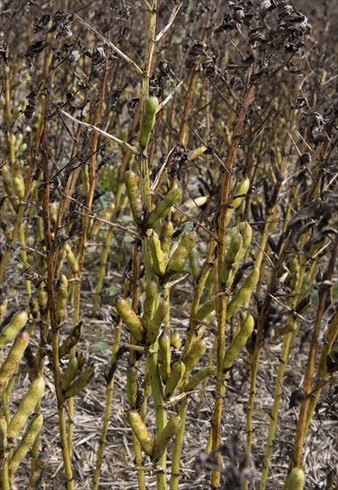 Field bean rust