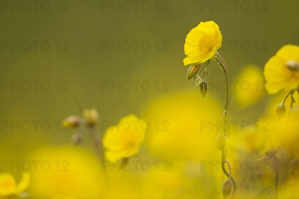 Common Rockrose