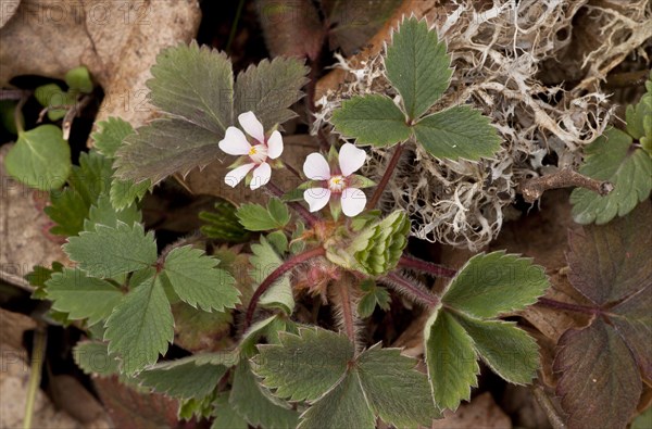 Pink barren strawberry