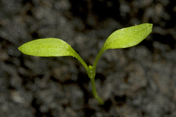 Seedling cotyledons of chickweed