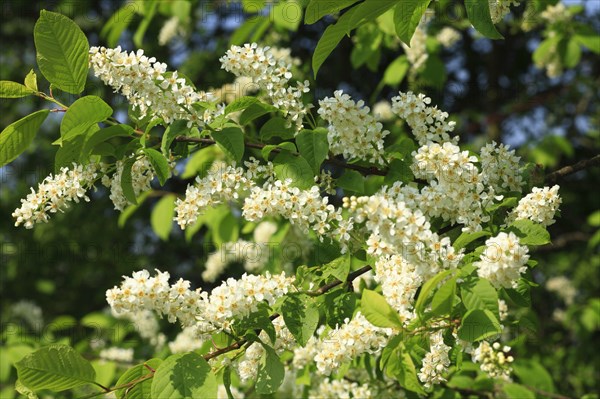 European bird cherry