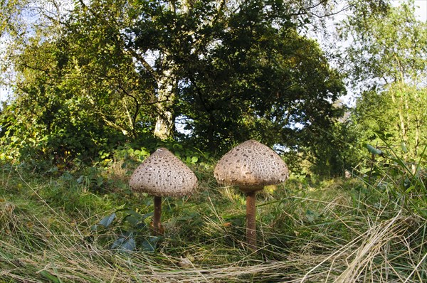 Parasol Mushroom