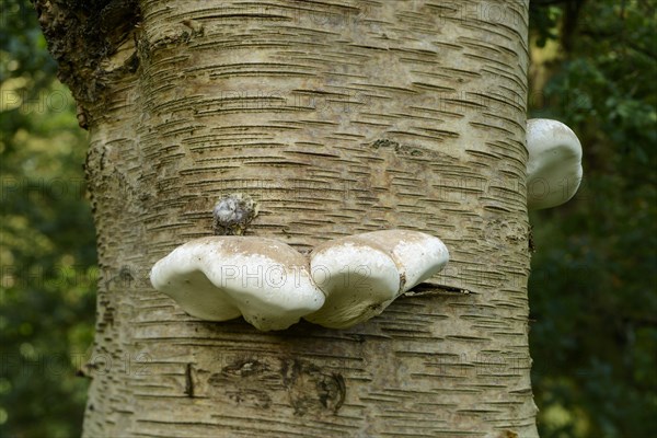 Birch Polypore