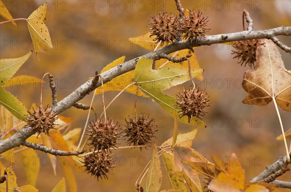 American Sweetgum