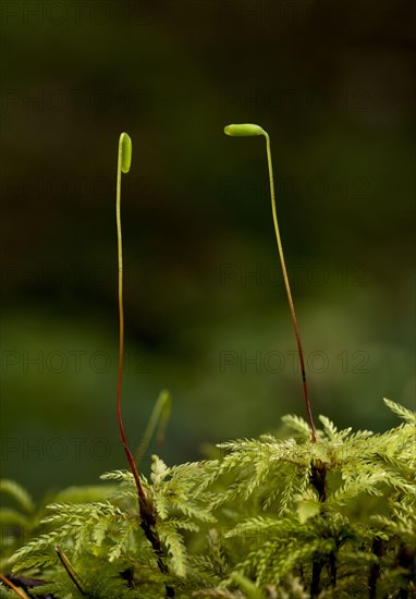 Umbrella moss