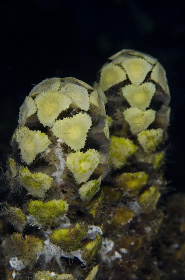 Spiny Leaf Seaweed