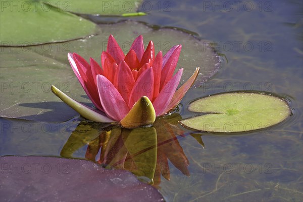 Ornamental water lily