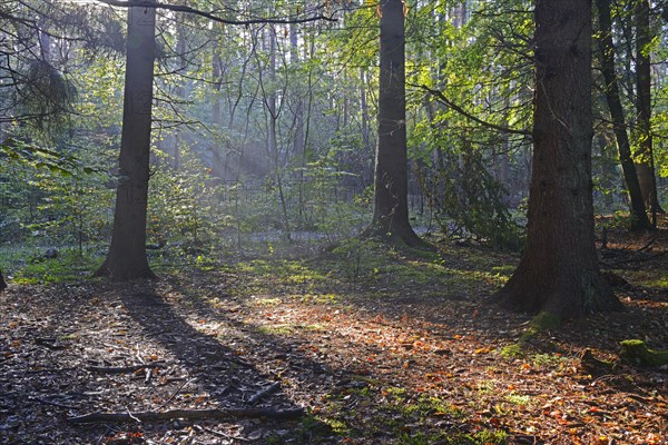 Autumn in the Briesetal landscape conservation area near Berlin