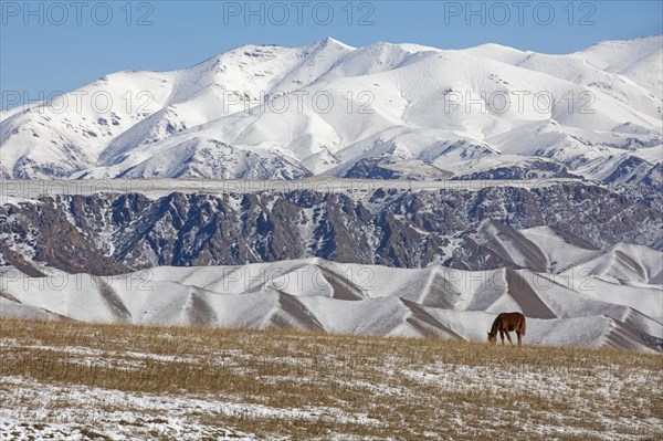 Grazing horses in a valley and snow-capped mountains in the Tian Shan Mountains