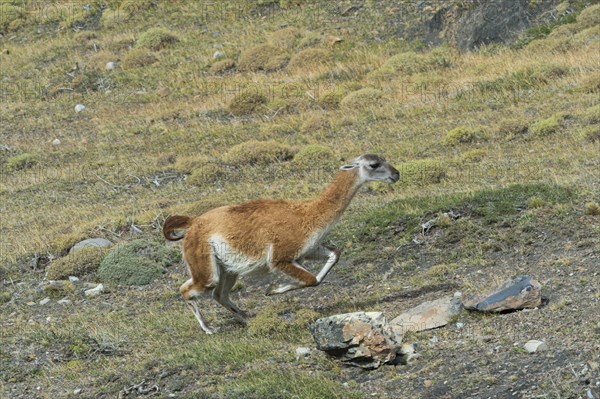 Guanaco