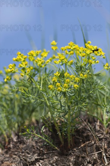 (Euphorbia cyparissias)