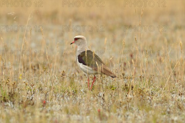 Andean Lapwing