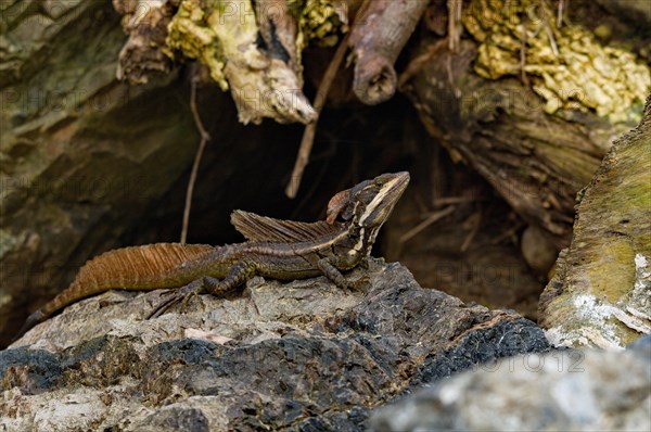 Helmeted basilisk