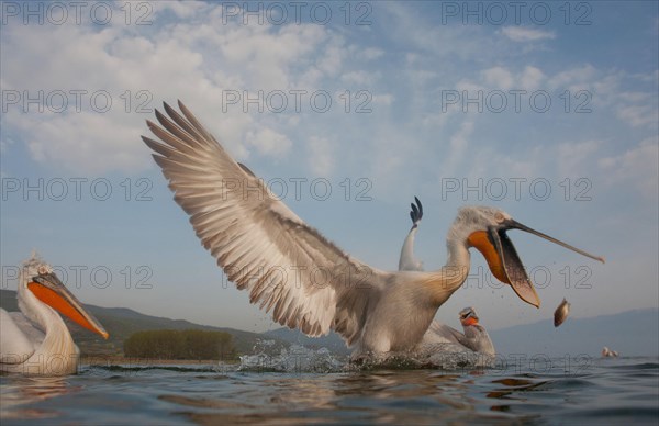 Dalmatian Pelicans