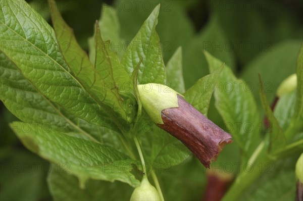 Bell henbane