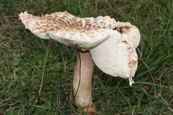 Giant parasol